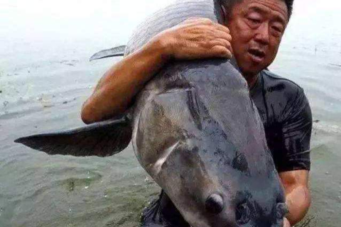 梦境解析，河边大鱼头之梦