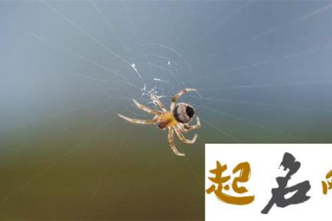 梦见蜘蛛求解梦，探索梦境中的神秘信号
