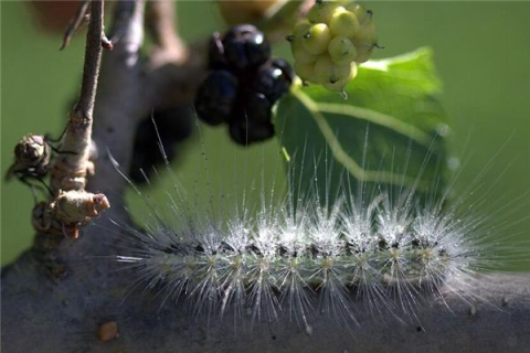 周公解梦，鱼身上出现虫子，梦境背后的深层含义