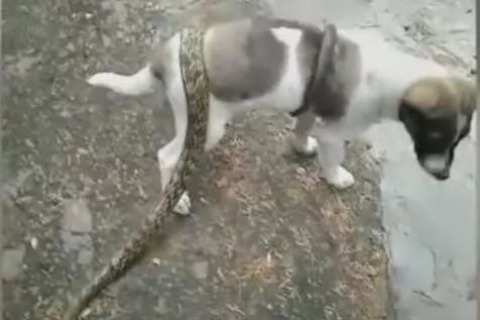 梦境解析，被狗咬完再遭蛇咬的深层含义