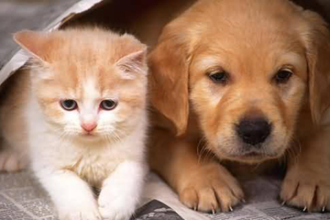 梦境中的重逢，梦到丢失的狗狗和猫咪回归，预示着什么？