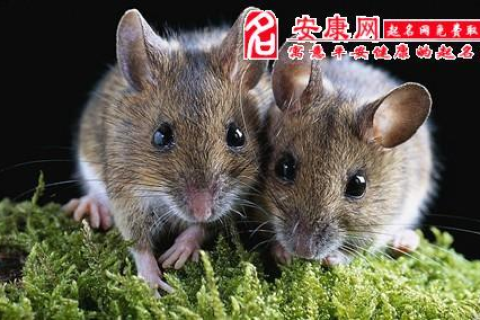 梦见三个死老鼠在床头，解读梦境背后的深层含义