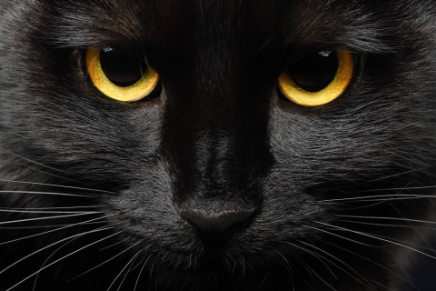 梦境解析，梦见一只大黑猫在我睡觉时悄然莅临