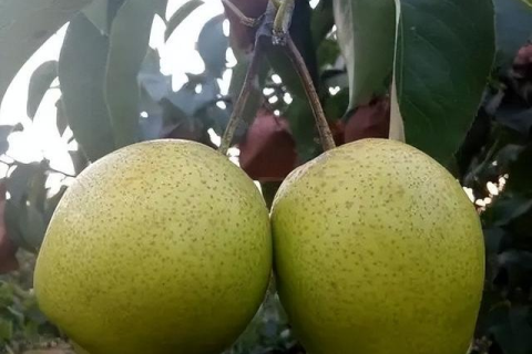 梦见自己摘大梨子，收获与满足的象征