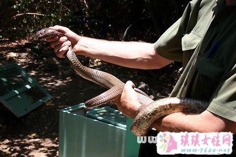 周公解梦，梦见杀蛇的深层含义与预兆