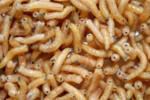 解梦，梦见蛆，究竟意味着什么？