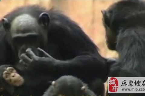 做梦梦到老母猪，解析梦境背后的深层含义与预兆