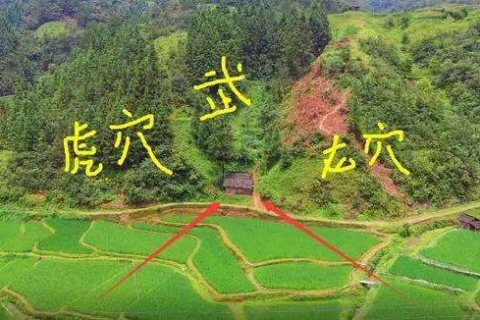 求高手解梦，孕妇梦见三个头的蛇——寓意与象征的深度解析