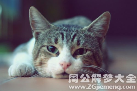 周公解梦，梦见猫往自己身上扑的深层含义与预兆
