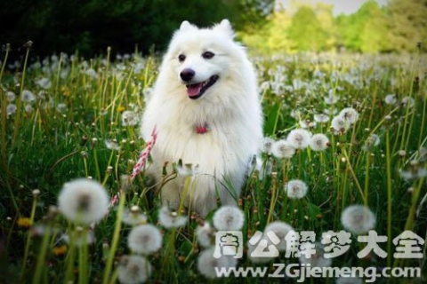 梦见小白狗与大白狗争食，解读梦境中的情感与象征