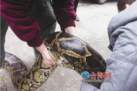 梦见粗蛇，潜意识的警示与启示