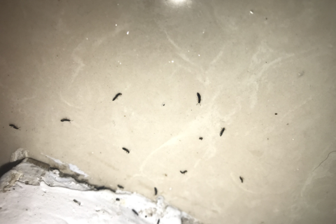 梦境的暗流，解析梦见一只黑色的蝎子爬在墙上的深层含义