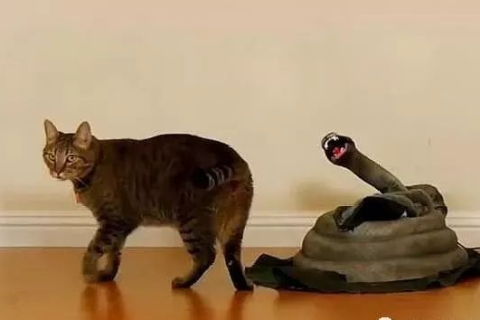梦见猫咬死蛇，解读梦境中的力量与平衡