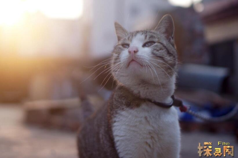 梦境解析，梦到有猫进家，是吉是凶？