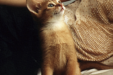 孕妇梦境中的奇妙寓意，猫死复生，寓意何解？