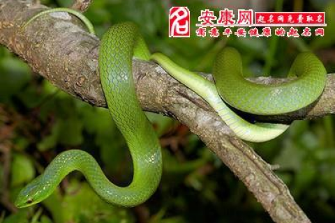 梦见小绿蛇咬手，探索梦境背后的深层含义与心理解析