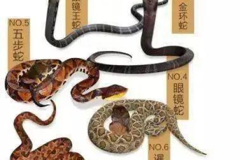 梦见被蛇咬不见血，松口了又咬，潜意识的警示与自我反思