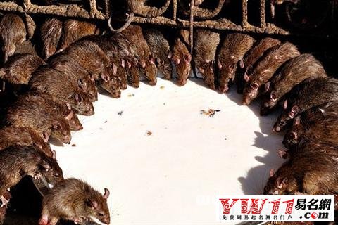 周公解梦，梦见打死一只很大的老鼠——寓意与解析