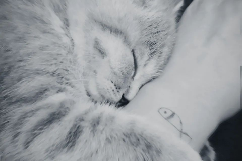 梦境交织，重逢逝去亲人与神秘猫咪的深层解读