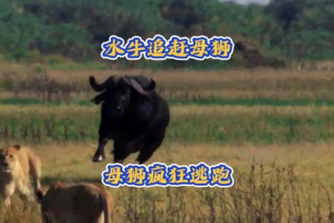 为什么我老是会梦见一条大水牛在追我？有哪位高人可以帮我解梦吗？