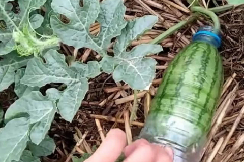 梦见有人送西瓜是熟的，寓意与解析
