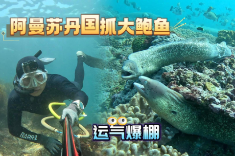 梦境解析，我昨天梦见了鳄鱼——探索潜意识的隐秘信息