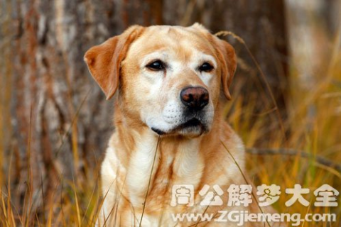 梦见家里的狗死了是什么征兆？解读梦境背后的深层含义