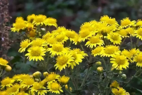 梦见粉红色菊花开花，梦境背后的深意与启示