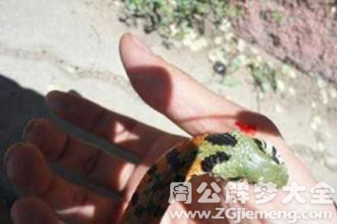 在坟地梦到被蛇咬到手，预示与解读深层梦境的奥秘