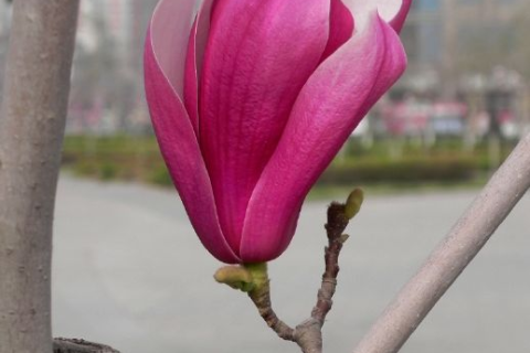 梦见手机掉了，寓意解析与心理启示