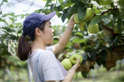 做梦梦见梨梦见摘梨是什么意思，探索梦境中的丰收与转变