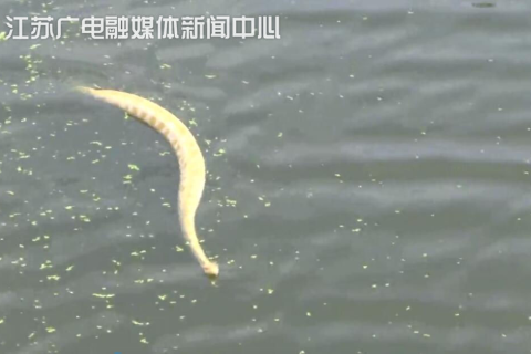 梦见金黄色的大蛇，探索梦境中的神秘象征与深层含义
