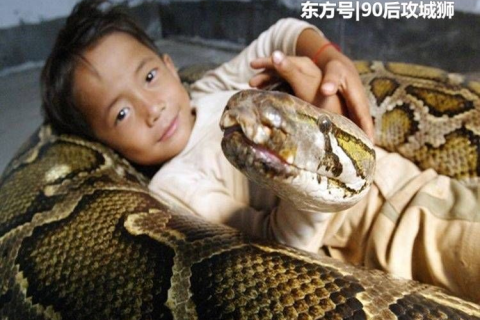 梦境解析，探访旧日恩师之家，偶遇奇异一幕——蛇与孩童的奇妙邂逅