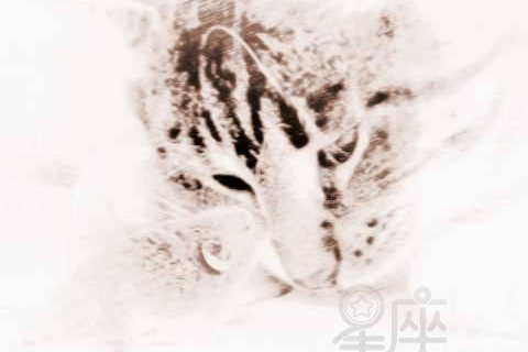 周公解梦，梦见白老鼠，寓意何在？