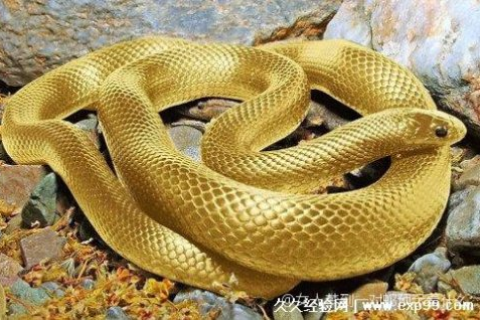 梦见一对蛇，探索梦境中的神秘象征与心灵启示