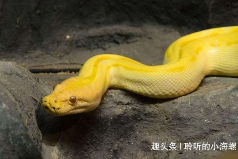 梦境解析，为何会梦到河里有很多大蟒蛇？