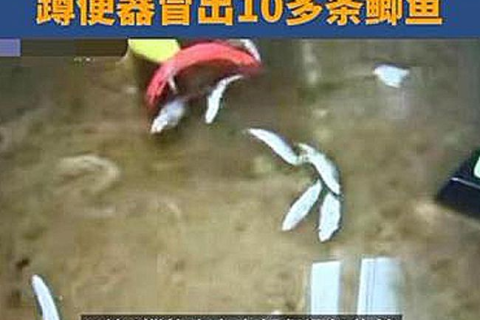 梦境异象解析，梦见起床后屎一砣一砣地不断拉到内裤里又掉到地上此梦何解？