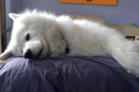 梦见自己家狗狗死了，解读梦境背后的深层含义
