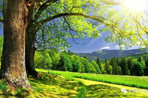 梦境中的树木与重建，解析梦见弄倒一棵树后来有人让我弄起来啦的深层含义