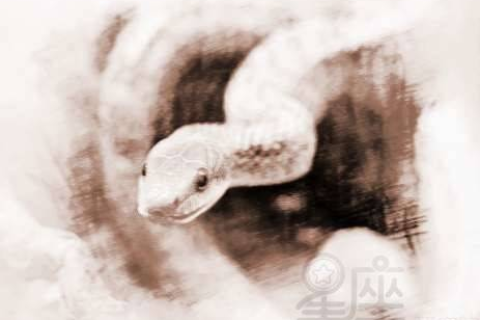 梦见被一群蛇追，探索梦境背后的深层含义与心理解析