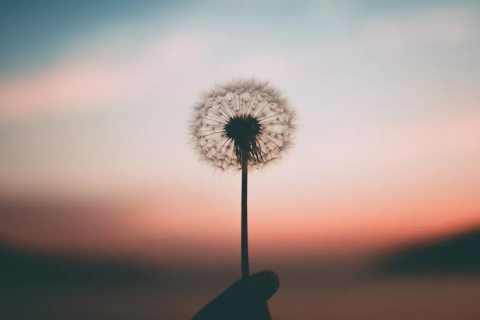 梦见一夜白头，梦境背后的深层含义与解析
