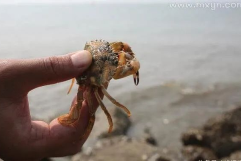 梦境探秘，捕捉虾、石头与蛤蜊的深层含义