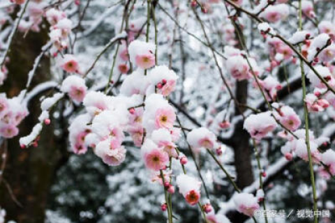 梦见白雪红梅，梦境中的诗意与启示