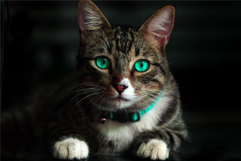 梦见猫生小猫自己还捡了几只，梦境背后的深层寓意与解析