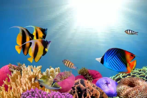 梦见好多鱼好多海洋生物，探索梦境中的海洋奇遇