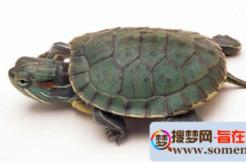 怀孕了梦见了好大的两只乌龟，寓意与解析