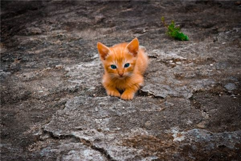 梦见猫，神秘预兆下的心灵镜像