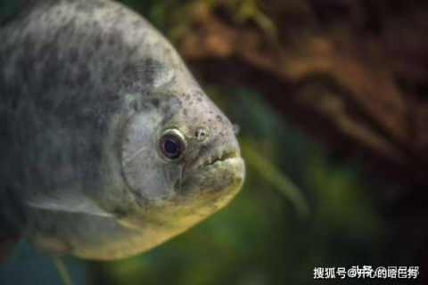 梦见天上下食人鱼，探索梦境背后的深层含义与神秘启示
