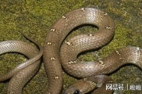 梦见蛇对我笑，一场梦境的深层解析与心理启示