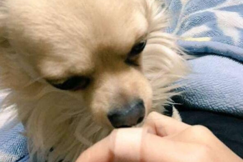 梦见被小狗咬住不放，解读梦境中的警示与启示